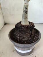 ENXERTO 12612 – 20cm (cor LM 1025) - Imagem 3