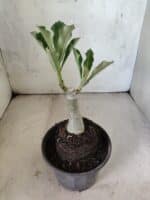 ENXERTO 12612 – 20cm (cor LM 1025) - Imagem 4