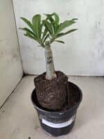 ENXERTO 12613 – 20cm (cor LM 1023) - Imagem 2