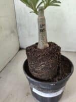 ENXERTO 12613 – 20cm (cor LM 1023) - Imagem 3