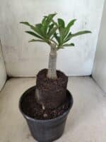 ENXERTO 12613 – 20cm (cor LM 1023) - Imagem 4