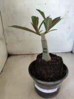 ENXERTO 12614 – 20cm (cor LM 1021) - Imagem 2