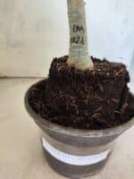 ENXERTO 12614 – 20cm (cor LM 1021) - Imagem 3