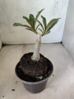 ENXERTO 12614 – 20cm (cor LM 1021) - Imagem 4