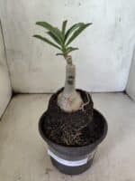 ENXERTO 12616 – 20cm (cor LM 365) - Imagem 2