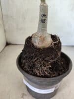 ENXERTO 12616 – 20cm (cor LM 365) - Imagem 3