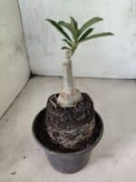 ENXERTO 12616 – 20cm (cor LM 365) - Imagem 4