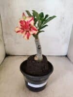 ENXERTO 12617 – 20cm (cor LM 498) - Imagem 2