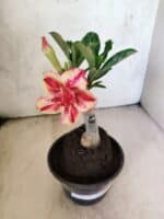 ENXERTO 12617 – 20cm (cor LM 498) - Imagem 4