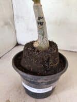 ENXERTO 12617 – 20cm (cor LM 498) - Imagem 6