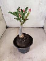 ENXERTO 12617 – 20cm (cor LM 498) - Imagem 5