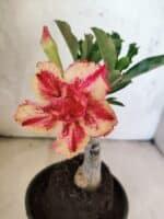 ENXERTO 12617 – 20cm (cor LM 498) - Imagem 3