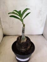 ENXERTO 12618 – 20cm (cor LM 860) - Imagem 2