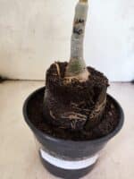 ENXERTO 12618 – 20cm (cor LM 860) - Imagem 3