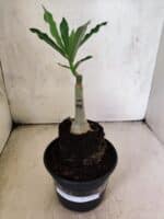 ENXERTO 12619 – 20cm (cor LM 1007) - Imagem 2