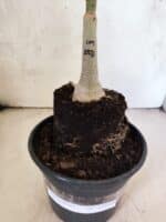 ENXERTO 12619 – 20cm (cor LM 1007) - Imagem 3