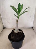 ENXERTO 12619 – 20cm (cor LM 1007) - Imagem 4