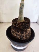 ENXERTO 12620 – 20cm (cor LM 180) - Imagem 3