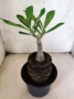 ENXERTO 12620 – 20cm (cor LM 180) - Imagem 4