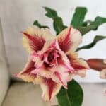 ENXERTO 12621 – 20cm (cor LM 964)