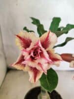 ENXERTO 12621 – 20cm (cor LM 964)