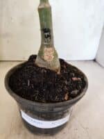 ENXERTO 12621 – 20cm (cor LM 964) - Imagem 5