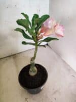 ENXERTO 12621 – 20cm (cor LM 964) - Imagem 4