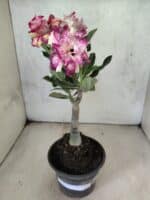 ENXERTO 12622 – 20cm (cor LM 991) - Imagem 2