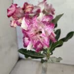 ENXERTO 12622 – 20cm (cor LM 991)