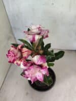 ENXERTO 12622 – 20cm (cor LM 991) - Imagem 6