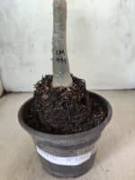 ENXERTO 12622 – 20cm (cor LM 991) - Imagem 5