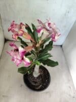 ENXERTO 12622 – 20cm (cor LM 991) - Imagem 4