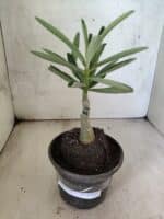 ENXERTO 12623 – 20cm (cor LM 961) - Imagem 2