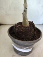 ENXERTO 12623 – 20cm (cor LM 961) - Imagem 3