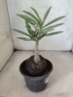 ENXERTO 12623 – 20cm (cor LM 961) - Imagem 4