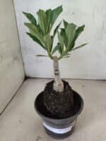 ENXERTO 12624 – 20cm (cor LM 1025) - Imagem 2