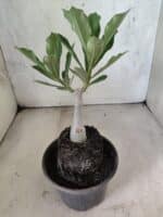 ENXERTO 12624 – 20cm (cor LM 1025) - Imagem 4