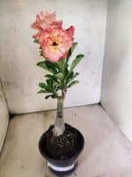 ENXERTO 12625 – 25cm (cor LM 582) - Imagem 2