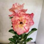 ENXERTO 12625 – 25cm (cor LM 582)