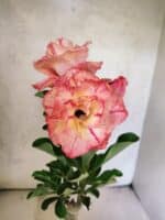 ENXERTO 12625 – 25cm (cor LM 582)