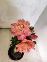 ENXERTO 12625 – 25cm (cor LM 582) - Imagem 4