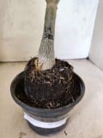 ENXERTO 12625 – 25cm (cor LM 582) - Imagem 6