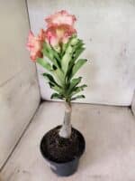 ENXERTO 12625 – 25cm (cor LM 582) - Imagem 5