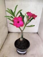 ENXERTO 12626 – 20cm (cor LM 384) - Imagem 2