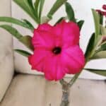 ENXERTO 12626 – 20cm (cor LM 384)