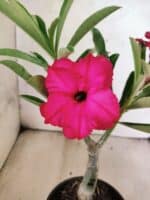 ENXERTO 12626 – 20cm (cor LM 384)