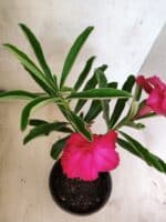 ENXERTO 12626 – 20cm (cor LM 384) - Imagem 4