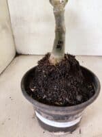 ENXERTO 12626 – 20cm (cor LM 384) - Imagem 6