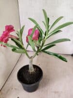 ENXERTO 12626 – 20cm (cor LM 384) - Imagem 5