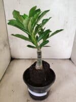 ENXERTO 12627 – 20cm (cor LM 1024) - Imagem 2